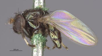 Media type: image;   Entomology 11142 Aspect: habitus lateral view